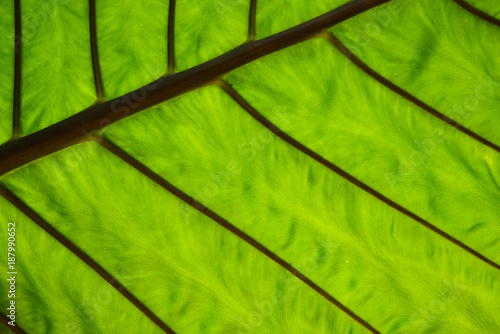 Green leaf veins structure