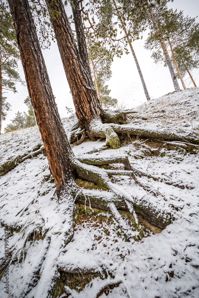 Beautiful the roots of pine trees in winter forest Beautiful the roots of pine trees in winter forest