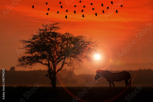 Red sunset with silhouetted African Acacia tree and zebra.