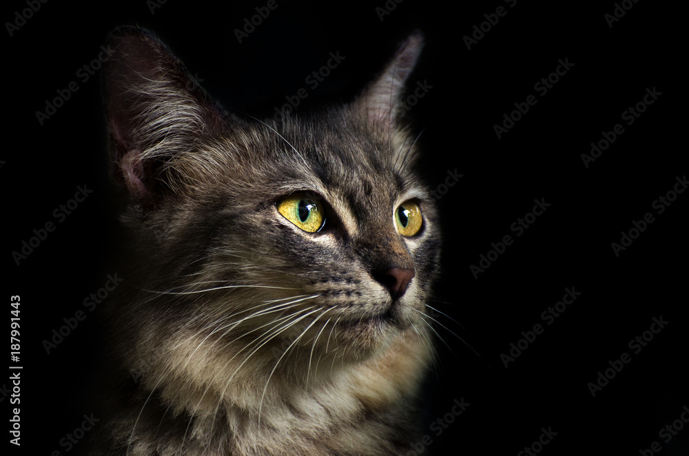 Gray Cat Black background  close up portrait black cat The face in front of eyes is yellow. Halloween Cat face Beside