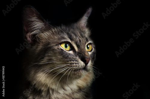 Gray Cat Black background close up portrait black cat The face in front of eyes is yellow. Halloween Cat face Beside