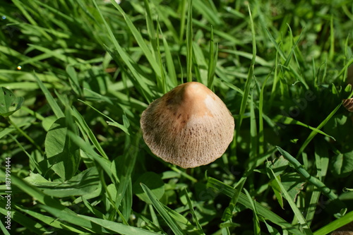 einzelner Pilz im Gras