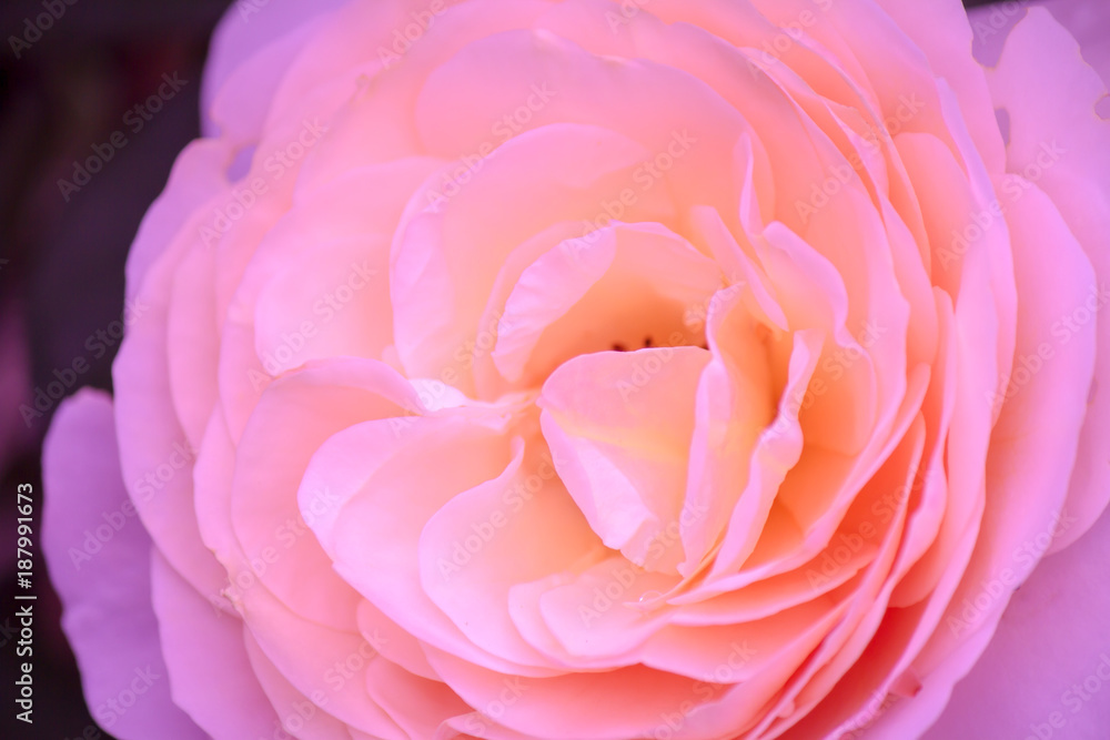 closed up sweet orange pink rose, sweet love ,Romance flower closed up sweet orange pink rose, sweet love ,Romance flower