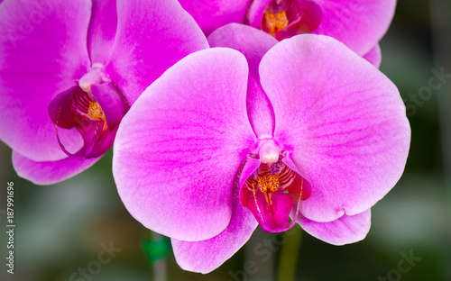 Closed up pink beautiful Phalaenopsis orchids in winter time at a garden,Asia,Thailand 