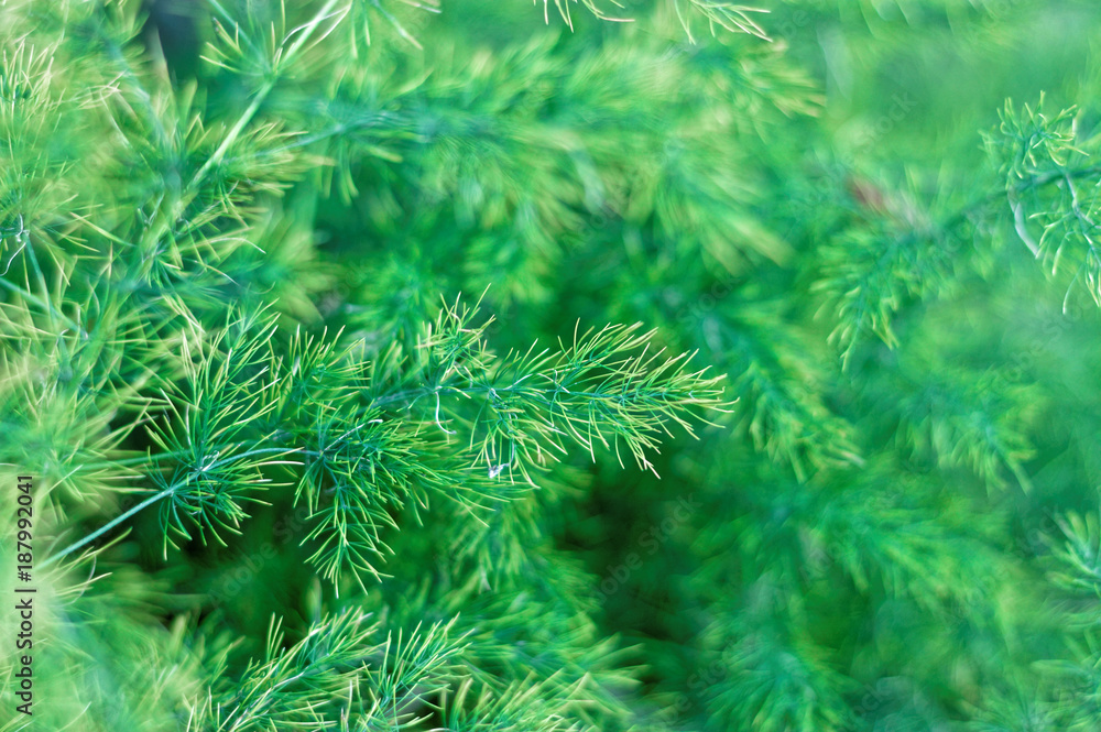 Fresh green bush background