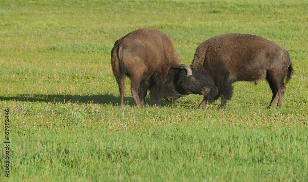 Two young male Bison parcticing fighting.