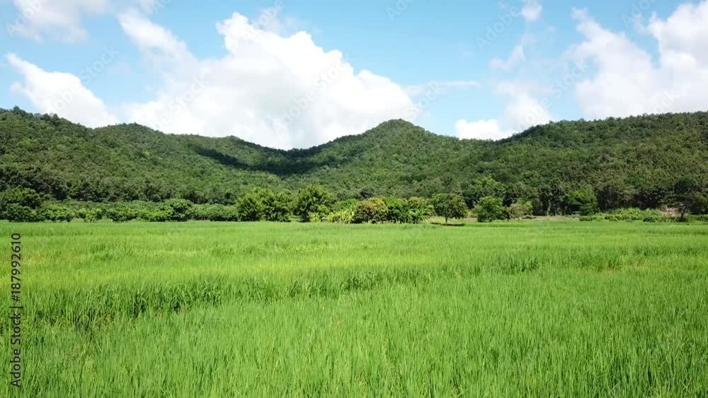 Aerial view from a drone of green rice field in Thailand
Aerial view from a drone of green rice field in Thailand