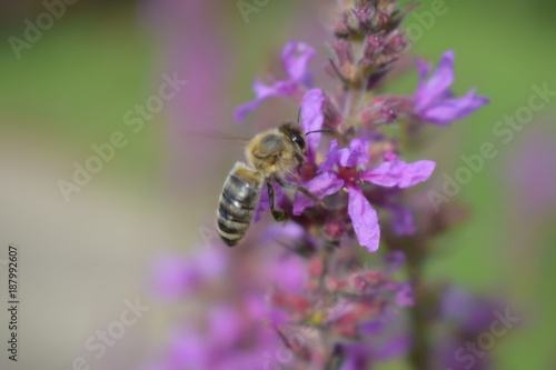 Biene an einer Blüte