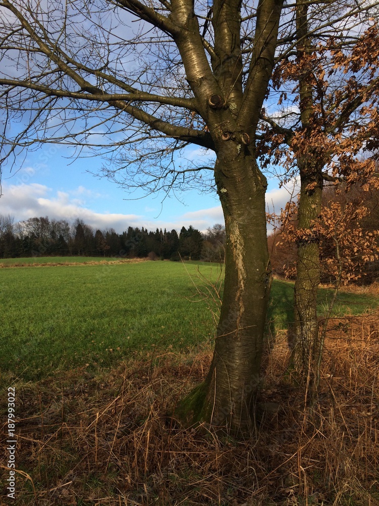 Fototapeta premium Idylle am Waldrand