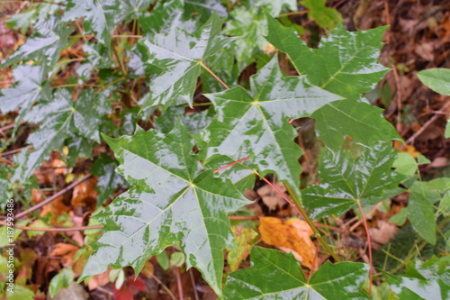 Nasse Blätter nach dem Regen