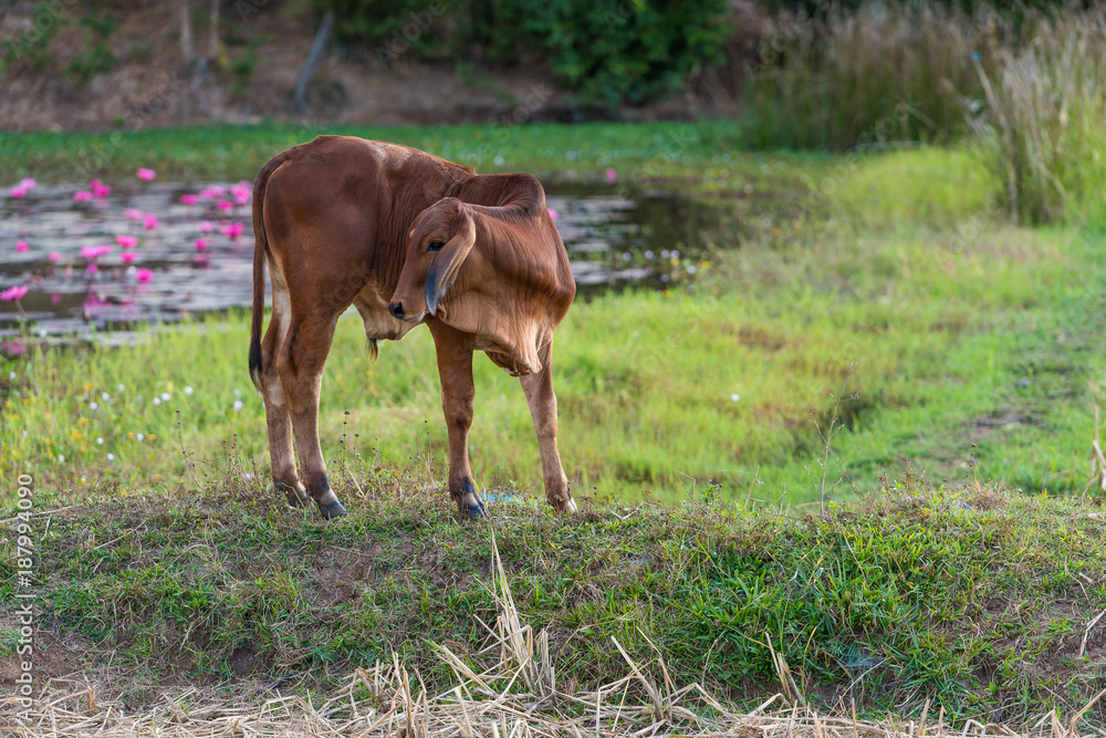 The young brown calf looking back in the field