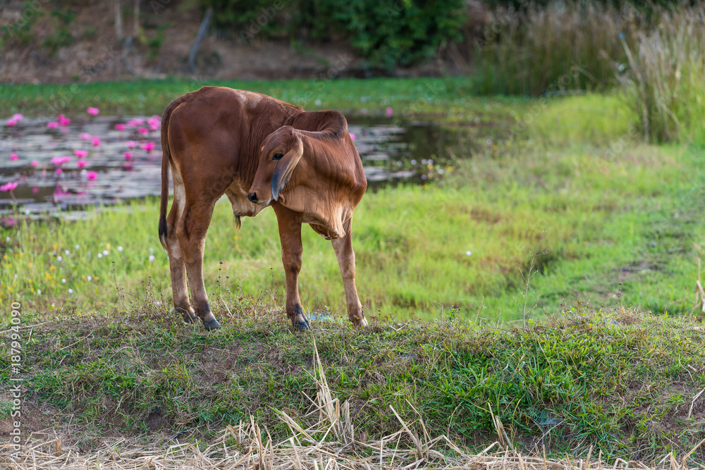 The young brown calf looking back in the field The young brown calf looking back in the field