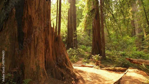 Redwood National Park Giant Trees in Rain Forest