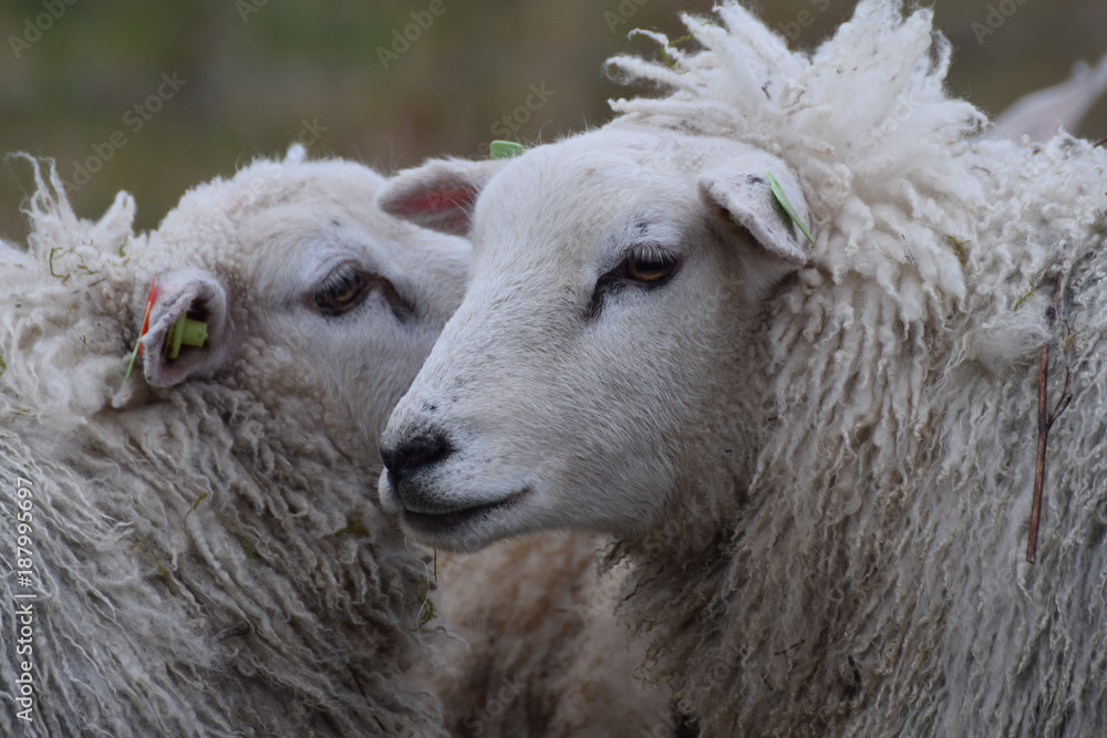 Fototapeta premium Sheep close-up in the meadow in the netherlands