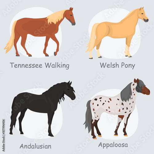 Horse breeds color flat icons set