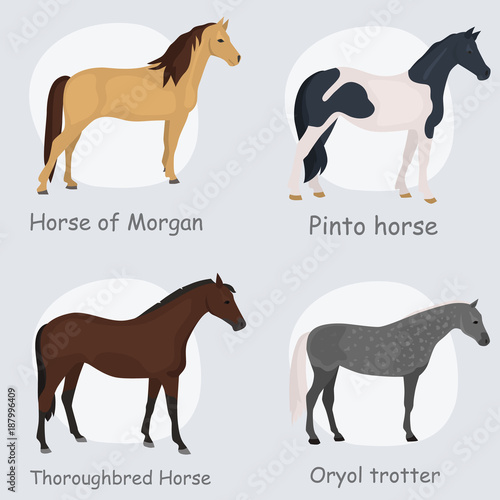 Horse breeds color flat icons set