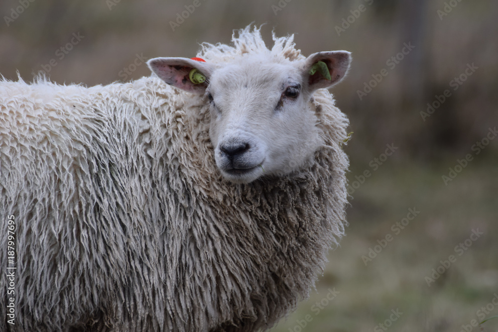 Sheep close-up in the meadow in the netherlands