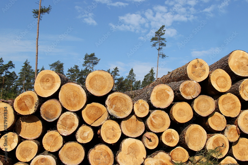 Lagerung von Stammholz nach der Rückung Lagerung von Stammholz nach der Rückung