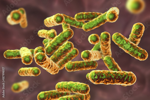 Bartonella quintana bacteria, the causative agent of trench fever, formerly known as Rochalimaea bacteria, 3D illustration photo