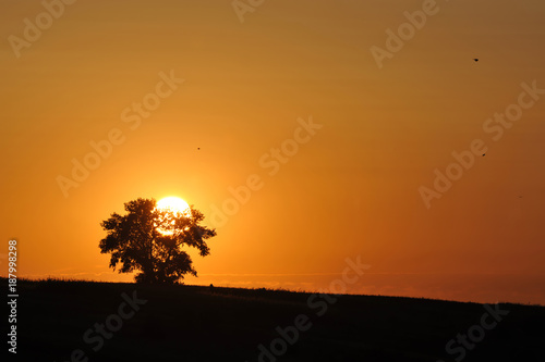 Beautiful dramatic sunset and silhouette of tree © xlibes