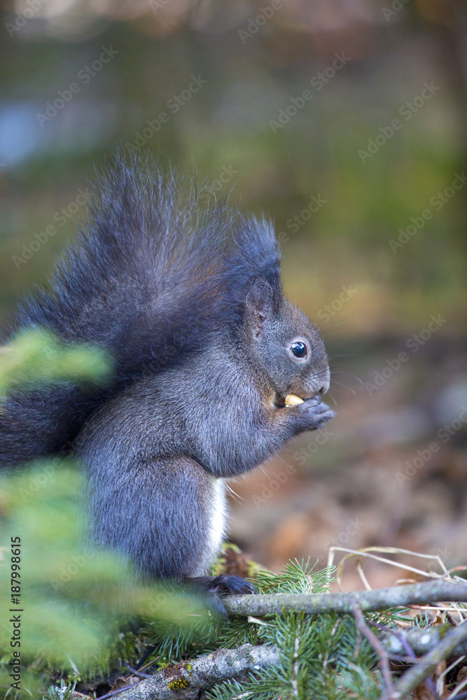 Eichhörnchen - lustig - niedlich - Fischen - Eichhörnchenwald - Allgäu Eichhörnchen - lustig - niedlich - Fischen - Eichhörnchenwald - Allgäu