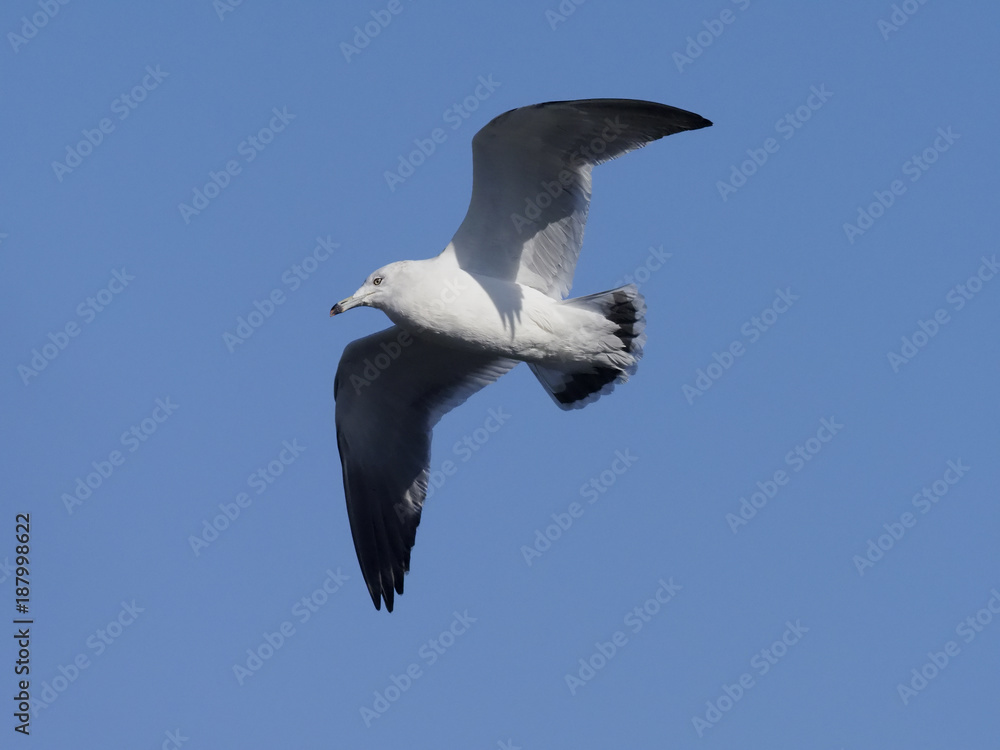 Black-tailed gull, Larus crassirostris Black-tailed gull, Larus crassirostris
