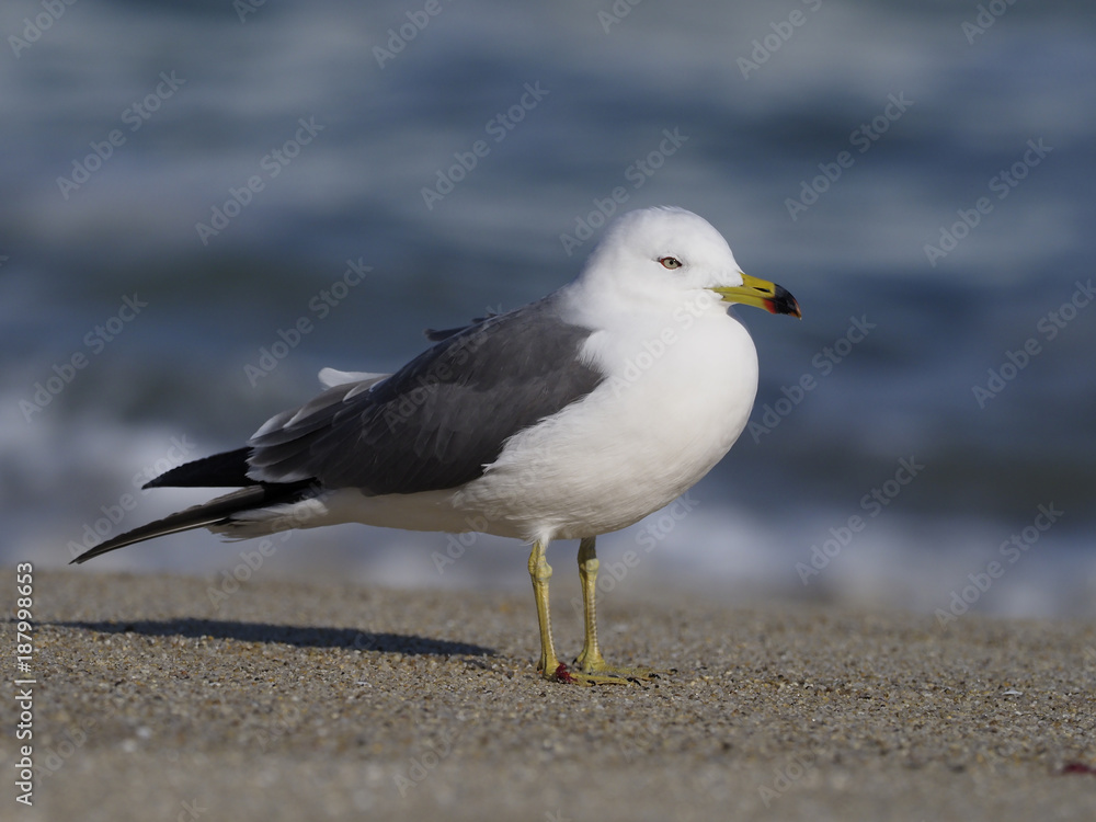 Black-tailed gull, Larus crassirostris