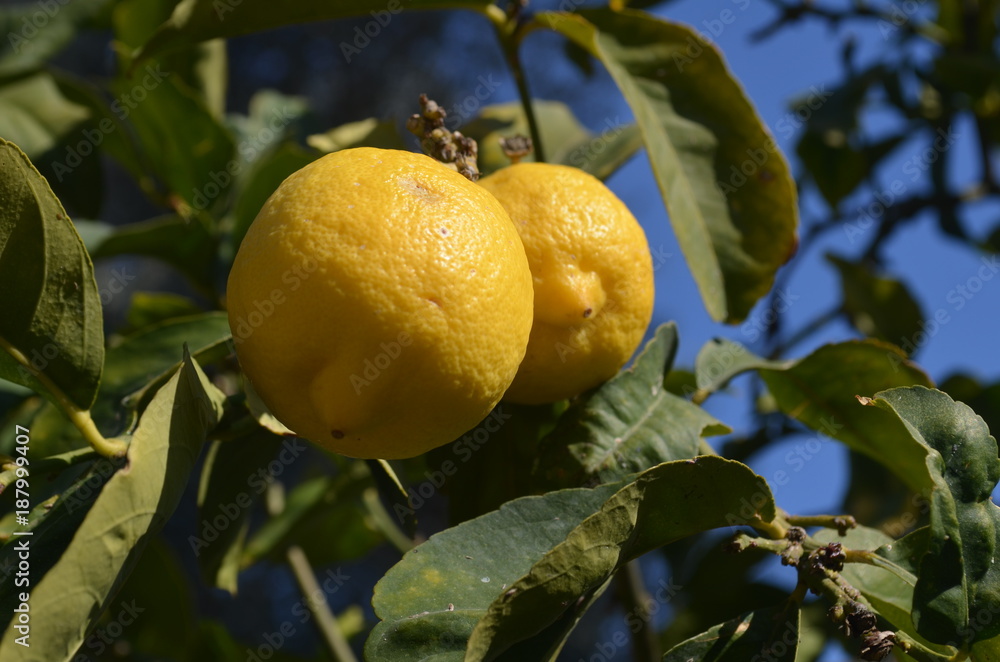 Lemontree Lemontree