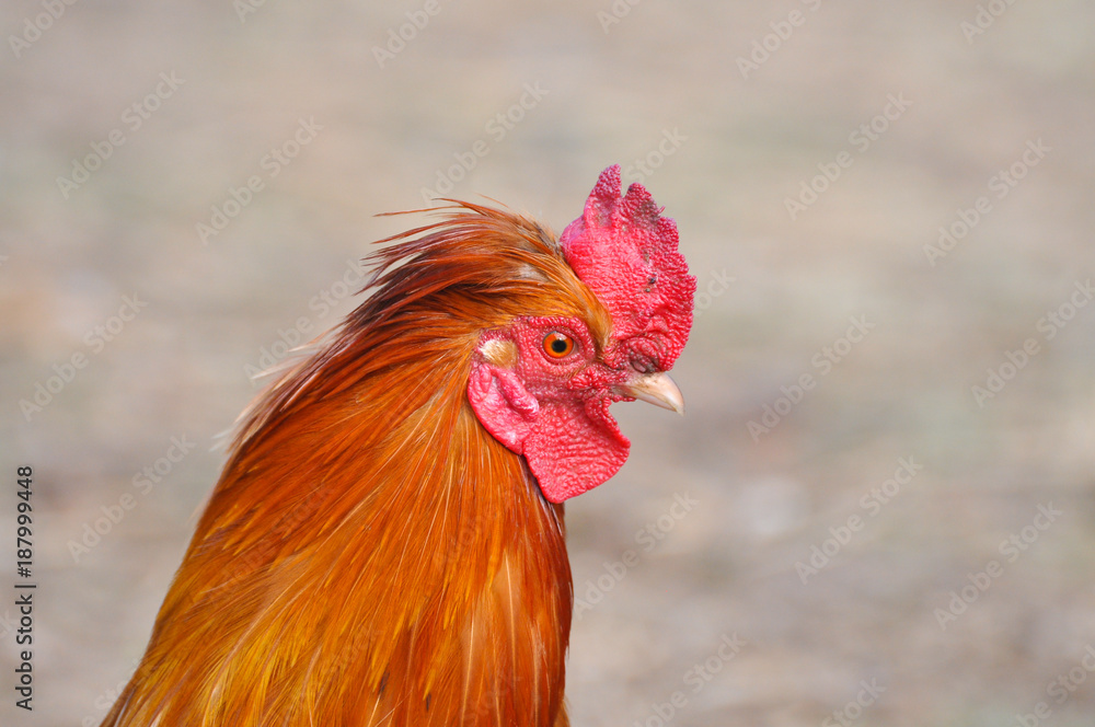 Rooster head. Close up photo of big cock outside