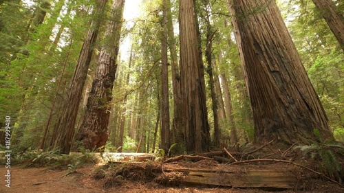 Redwood National Park Giant Trees in Rain Forest