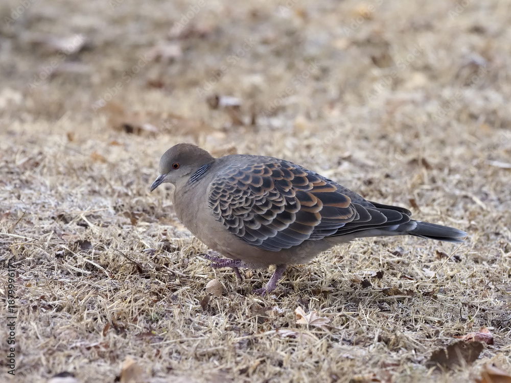 Oriental turtle-dove, Streptopelia orientalis Oriental turtle-dove, Streptopelia orientalis