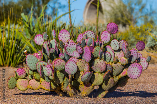 Purple Prickly Pear Cactus photo