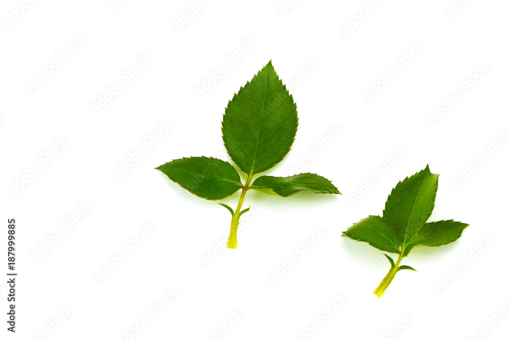 Green rose leaf isolated on white background Green rose leaf isolated on white background