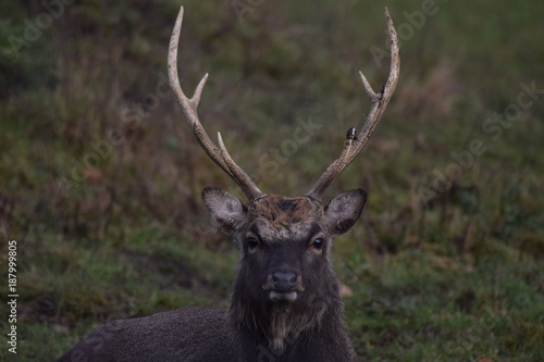 Hirsch frontal