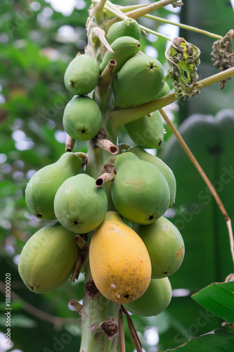 Papaya Früchte am Baum