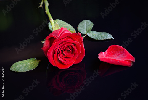 Fototapeta Naklejka Na Ścianę i Meble -  Red rose, leaves and petal.
