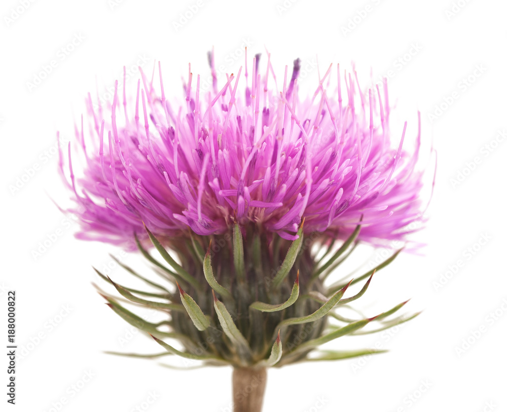 Obraz premium thistles flower
