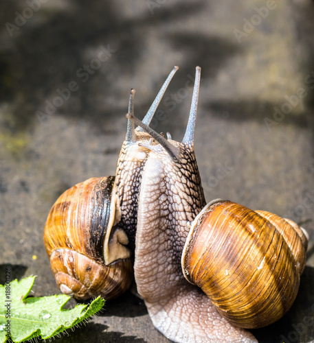 Schneckenhochzeit im Garten