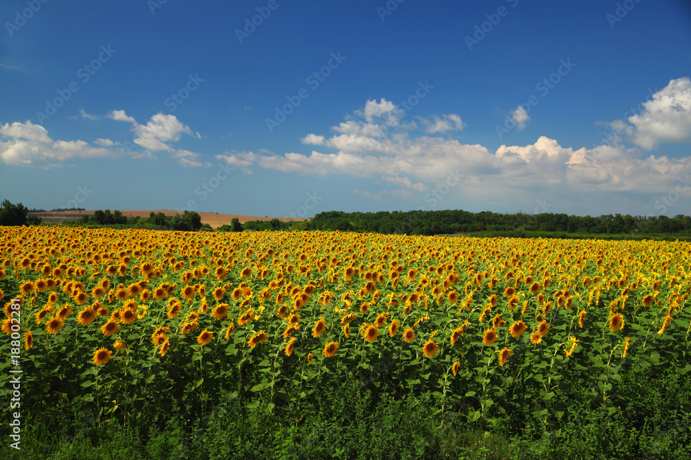 Sunflower field against cloudy blue sky