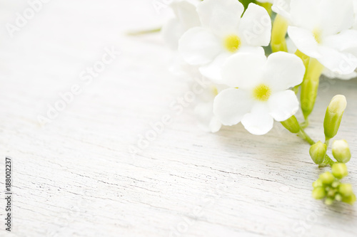 White flower blossom on the wooden table background  fresh nature with copy space