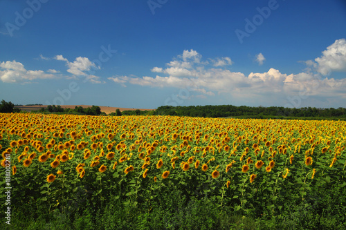 Sunflower field against cloudy blue sky