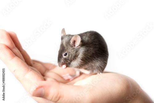 Cute Color Mouse on a Girls Hand isolated on white