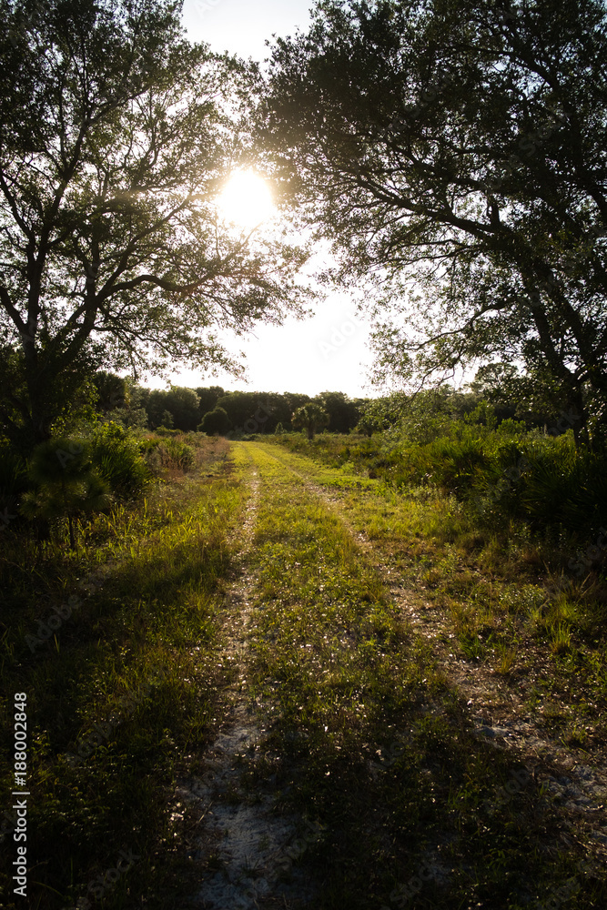 Fototapeta premium Sunset Path