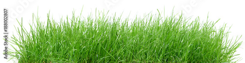 Wiese isoliert - Gras Hintergrund Panorama freigestellt auf weiß