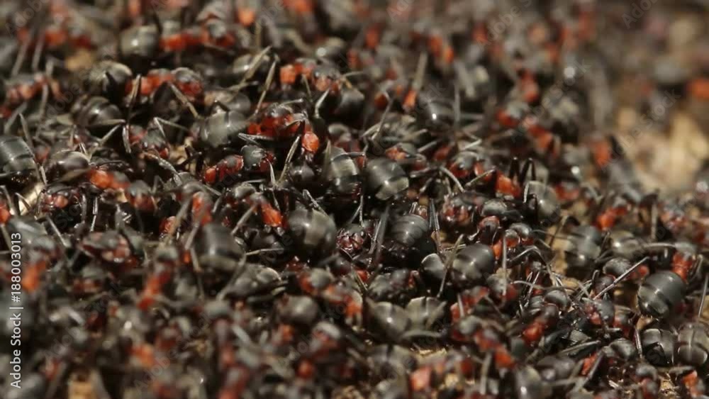 Red wood ants moving on the nest. Anthill with red wood ants in spring close up Red wood ants moving on the nest. Anthill with red wood ants in spring close up