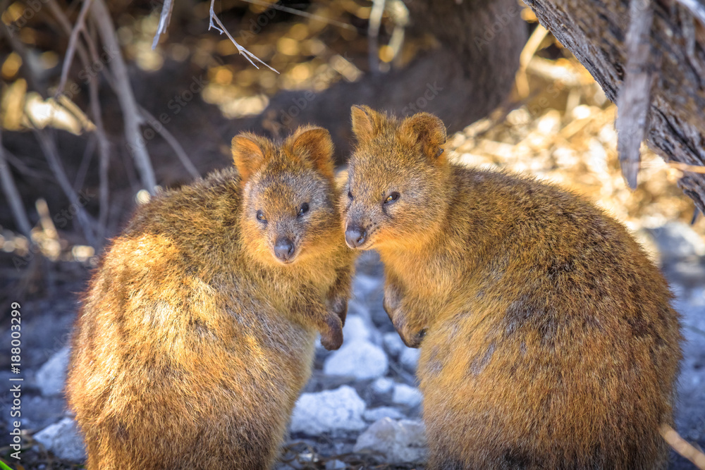 Two Quokka in Rottnest Island, summer season, Western Australia. Quokka is considered the