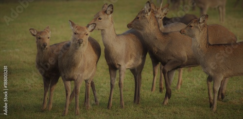 Eine Gruppe Rehe in einer Auffangstation