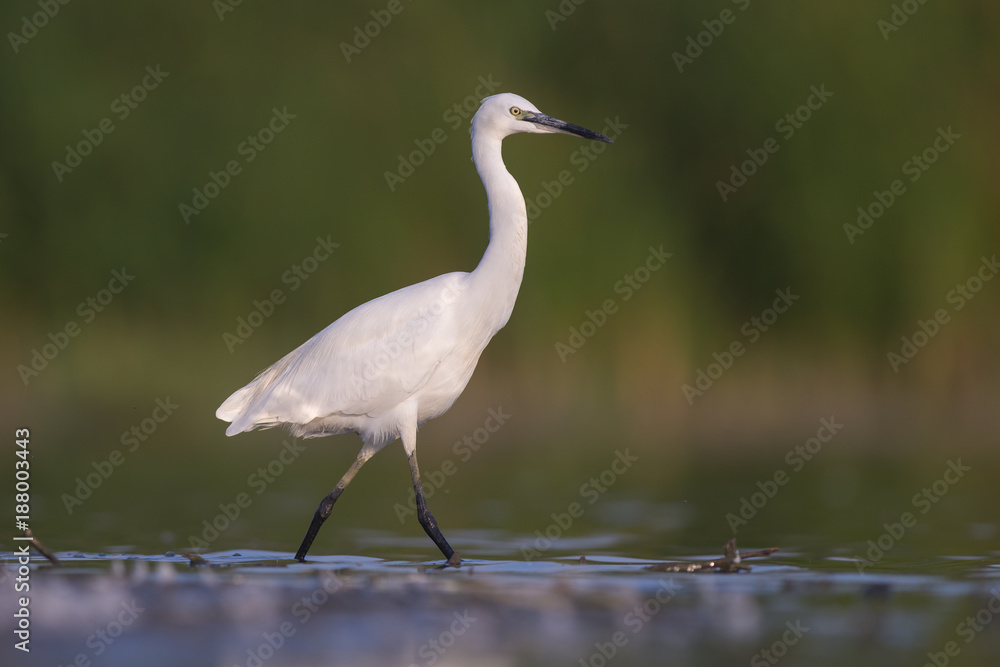 Little egret (Egretta garzetta) Little egret (Egretta garzetta)