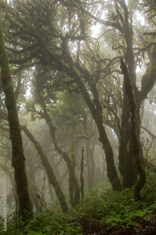 Obraz premium Nebelwald im Nationalpark auf La Gomera