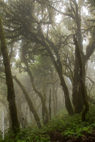 Nebelwald im Nationalpark auf La Gomera